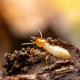 7 Simple Ways to Get Rid of Termites in Your Home
