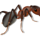 Top Tips on How to Control Fire Ants that Have Invaded Your Lawn Top Tips on How to Control Fire Ants that Have Invaded Your Lawn