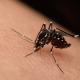 8 Effective Ways to Keep Mosquitoes Away This Summer 8 Effective Ways to Keep Mosquitoes Away This Summer