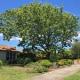 How often do you Trim Maple Trees? How often do you Trim Maple Trees?