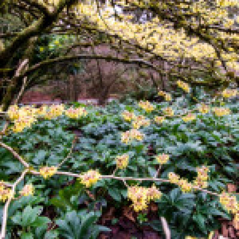 Winter Garden Maintenance Tips Winter Garden Maintenance Tips