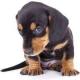 Carpet Cleaning Guide: Cleaning & Removing Pet Stains from Your Carpet Carpet Cleaning Guide: Cleaning & Removing Pet Stains from Your Carpet