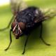 How to Get Rid of Flies Indoors How to Get Rid of Flies Indoors