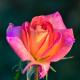 Top Ways to Successful Rose Gardening Top Ways to Successful Rose Gardening