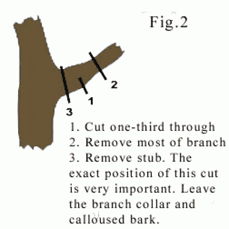 Dormant Pruning - Part 2