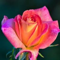 Top Ways to Successful Rose Gardening