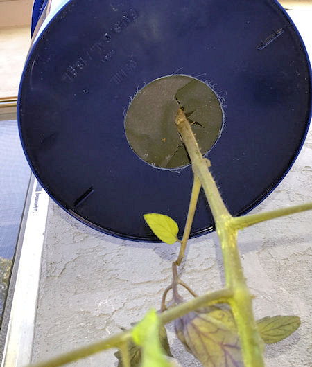 Upside-Down-Tomato-Planter