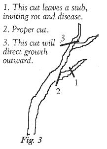 How to Cut - Pruning Guide