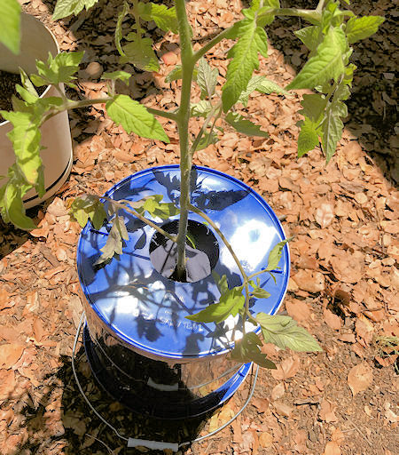 building tomato holder