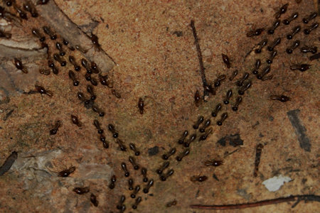 Termites