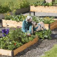 Raised Bed Gardens: Their Benefits, Pros, and Cons