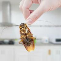 6 Ways to Enforce an Effective Pest Management Plan