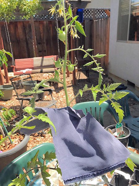 building tomato holder