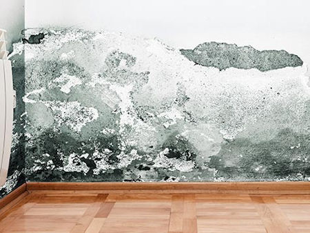 Mold Damage