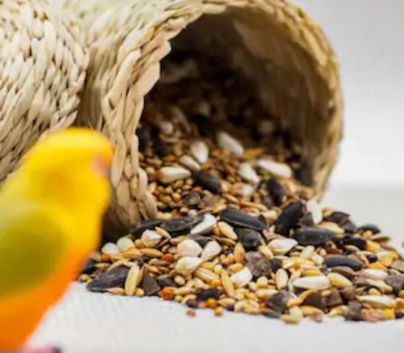 Foods That Attract Certain Species of Birds