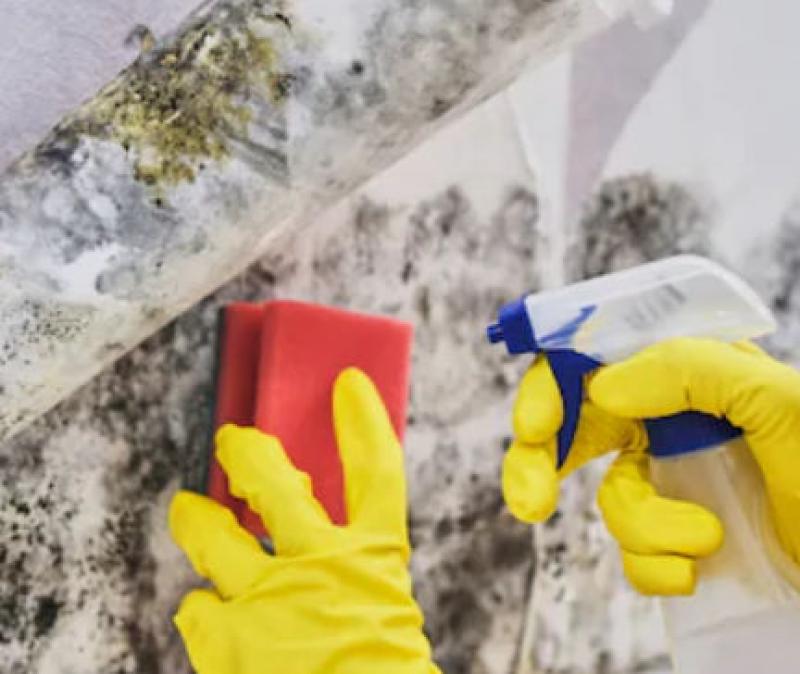 Ways to Kill Black Mold in Your Home