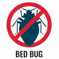 Checking for Bed Bugs