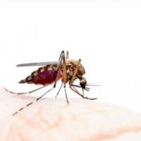 8 Effective Ways to Keep Mosquitoes Away This Summer