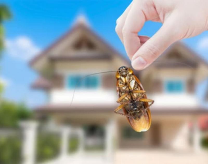 3 Ways to Deal with Pests in your Home