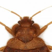 Everything You Need to Know About Treating Bed Bugs