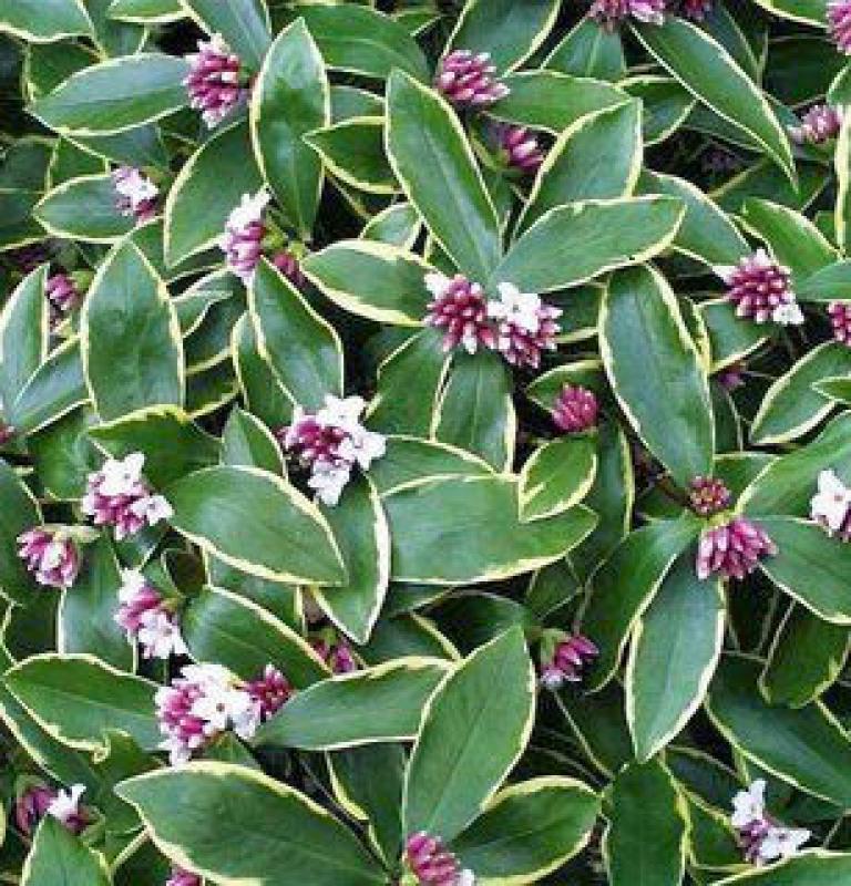 How to Train Beautiful Flowering Shrubs into Unique Ornamental Trees
