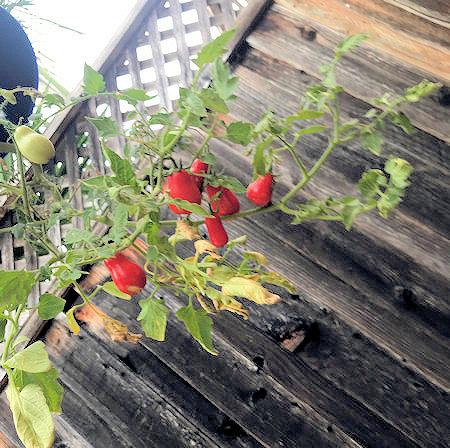 building tomato holder