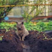 How to Keep Your Pets out of Your Flower Beds
