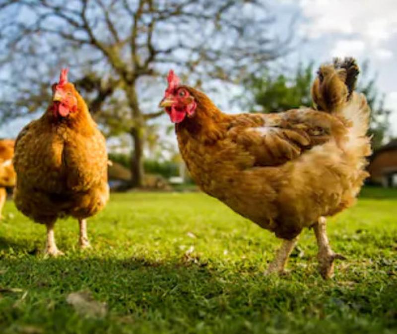 Pros and Cons to Having a Chicken Pen When Selling