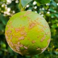 Citrus Canker Disease