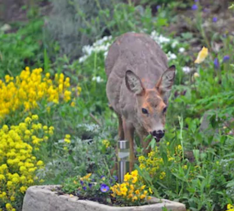 Dealing with Deer - Deer Free Landscapes