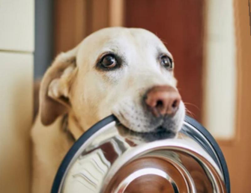 4 Common Dog Feeding Mistakes and How to Correct Them