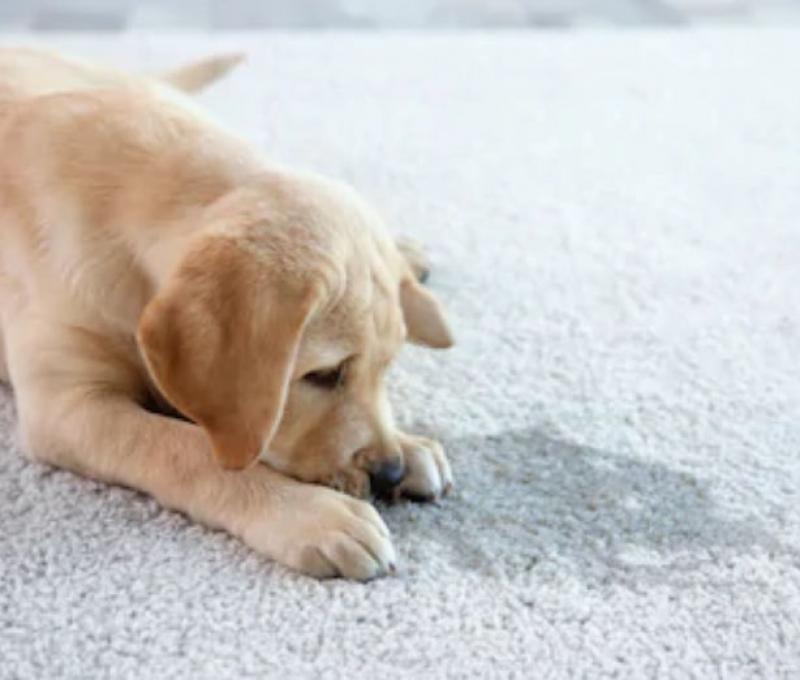 Removing Urine Stains from Floors