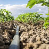 Save Water by Using Drip Irrigation