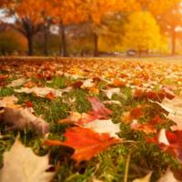 3 Ways to Prepare Your Lawn for Fall
