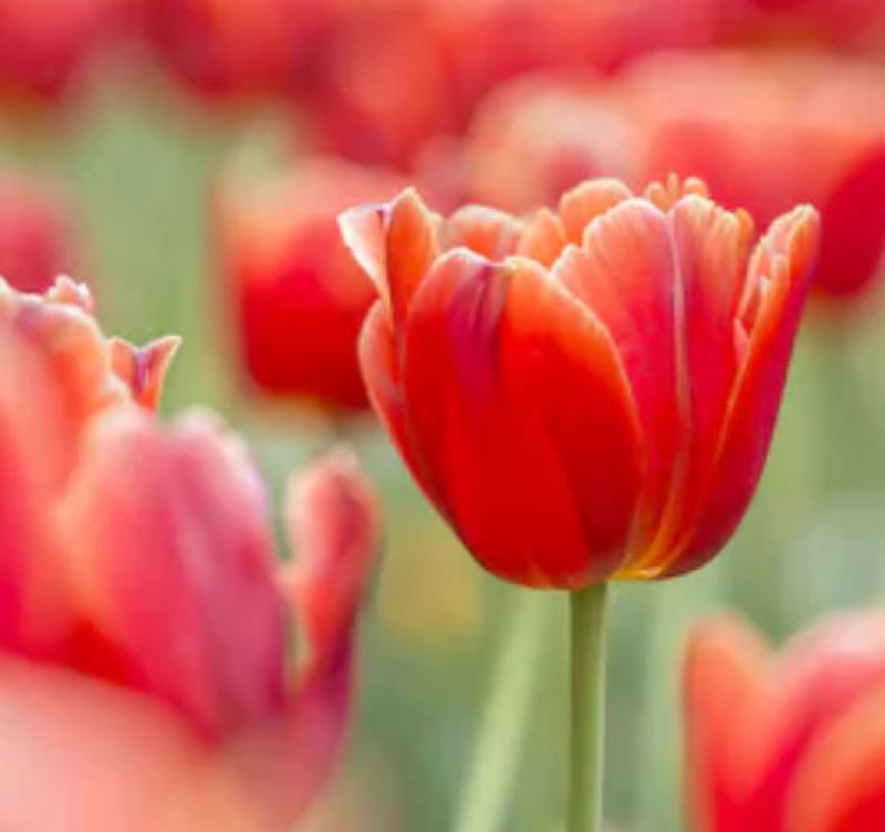 Tulip Planting Guide