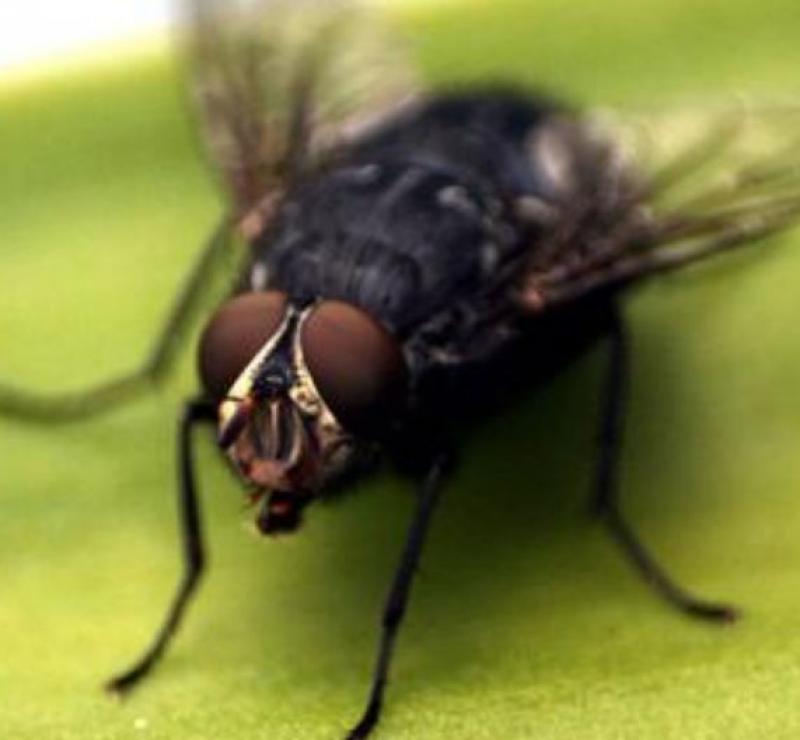 How to Get Rid of Flies Indoors