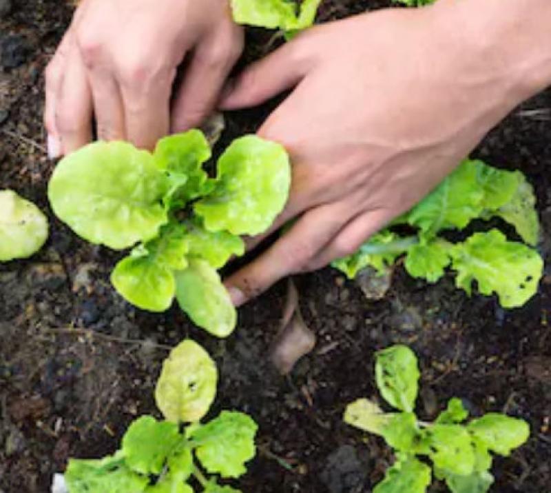 How to Cultivate Vegetables in a Bag of Soil