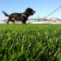 The Advantages of Artificial Grass