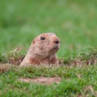 Woodchucks/Groundhog Prevention