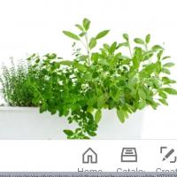 Herb Planters Help You Produce Irresistible Tastes