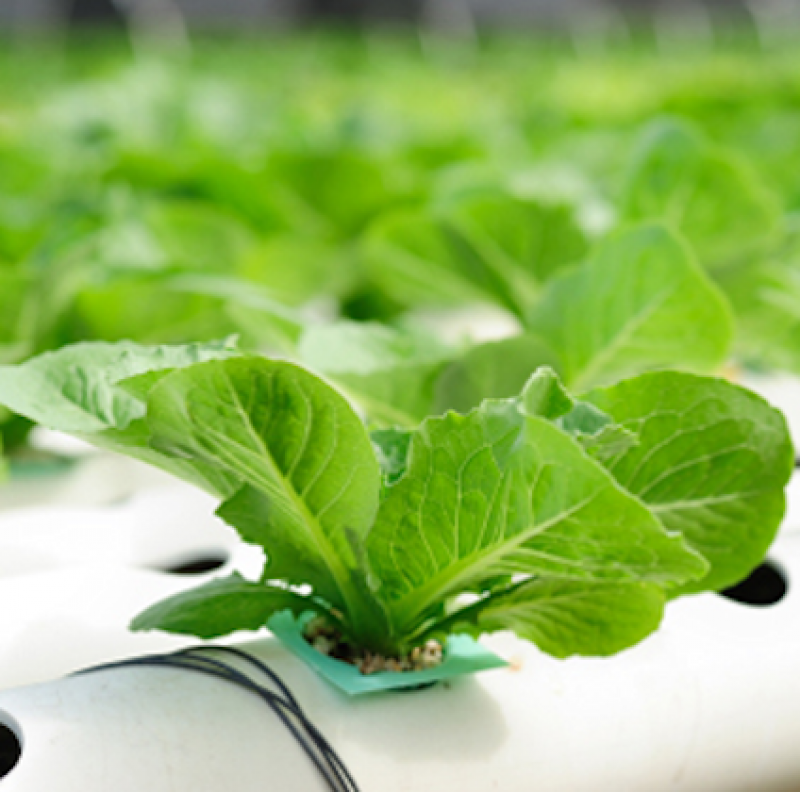Essential Guide to Hydroponics: Growing Plants and Vegetables without Soil 