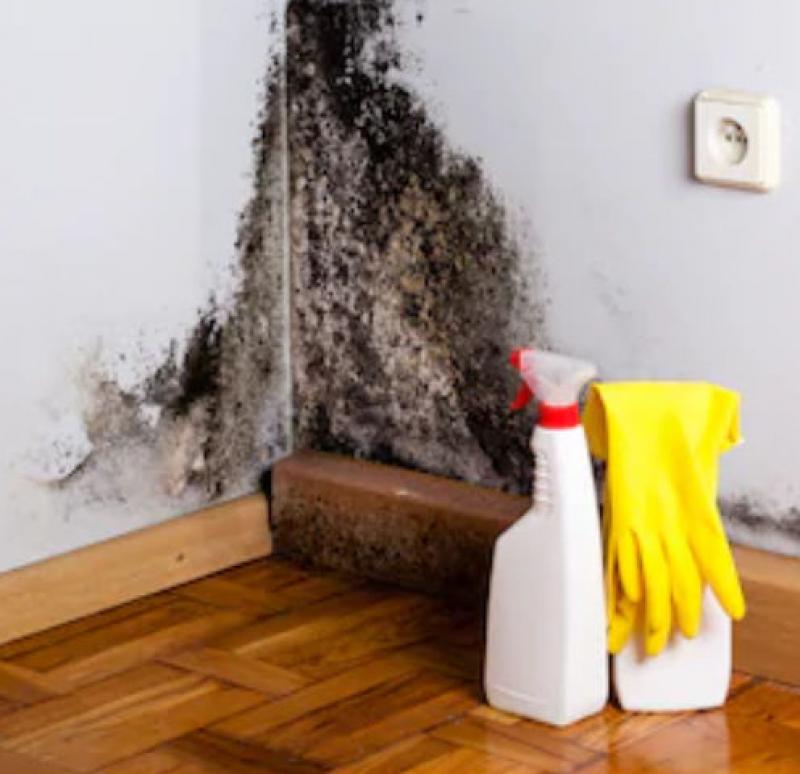 Mold in the Home: Identification and Removal