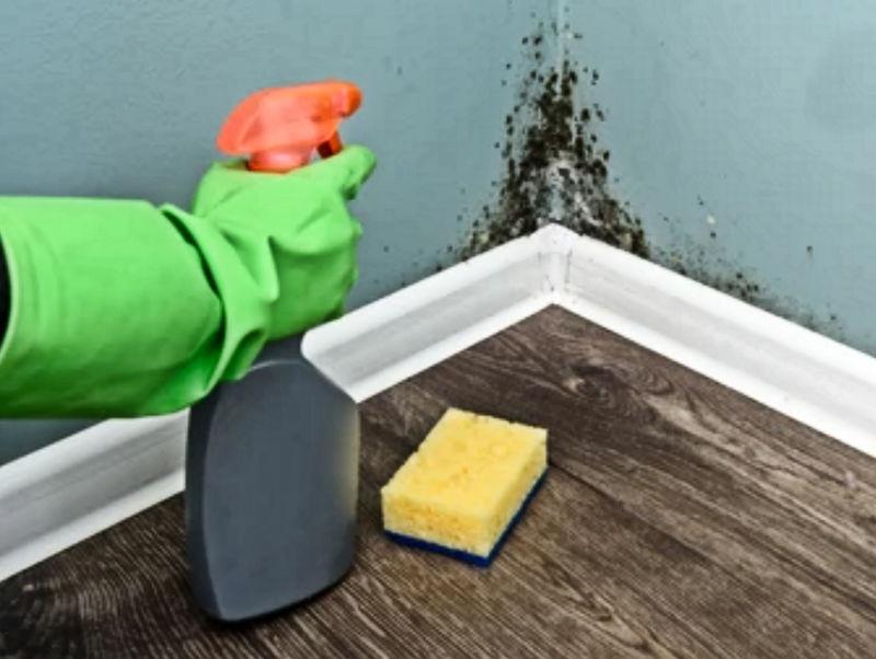 What to Know Before Hiring a Mold Removal Specialist