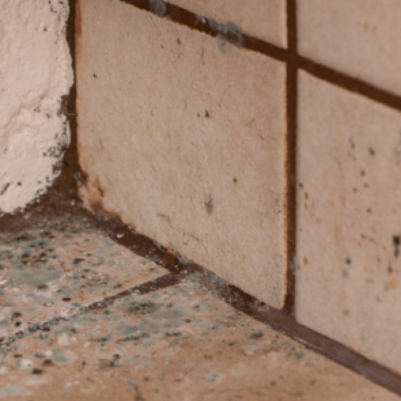 How to Get Rid of Shower Mold Using Green Products