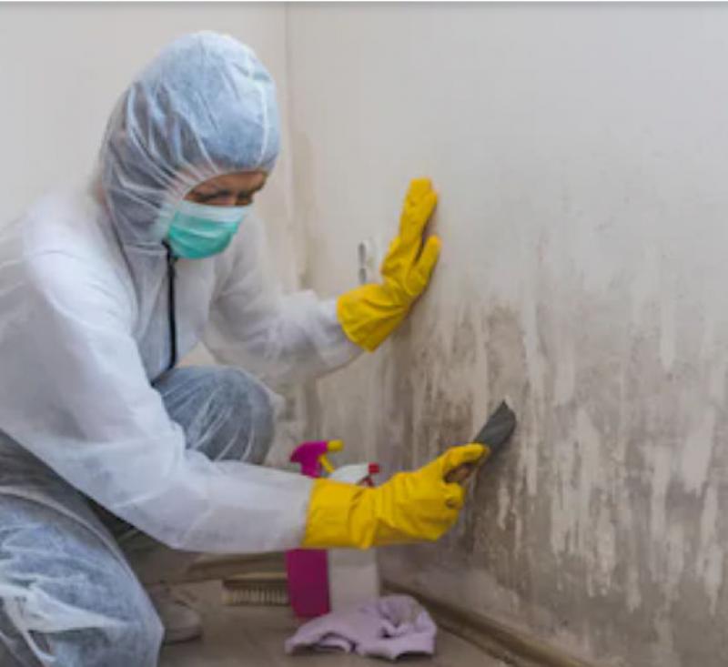 Your Homes Secret Enemy: Managing Mold and Moisture 