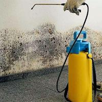 How to Know if Mold is in Your Walls