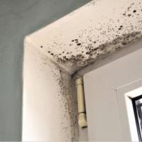 Mold Resistant Paint vs Anti Mold Cleaning Solutions