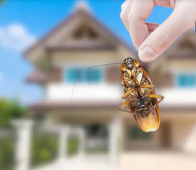 4 Ways to Watch for Pests When You Buy a New Home 