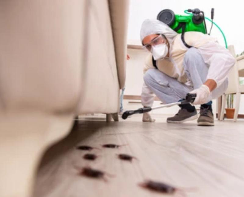 3 Important Steps to Successful Pest Control 