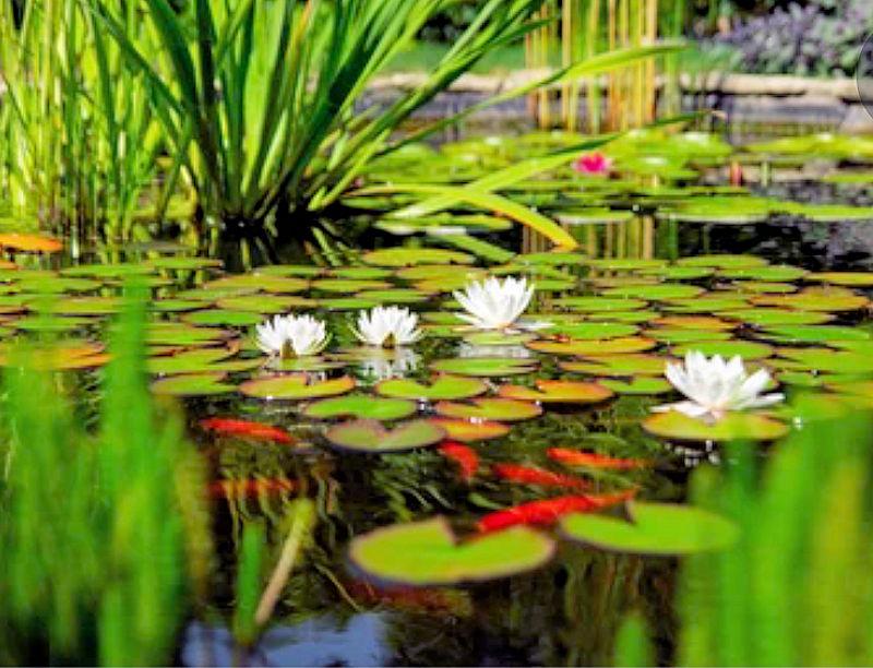 Garden Water Features and Fish – Basic Tips You Should Know About